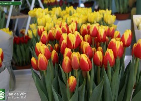 Tulipa China Girl (2)