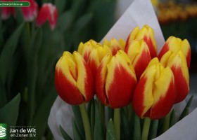 Tulipa China Girl close-up