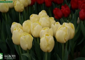 Tulipa Creme Westfrisian close-up