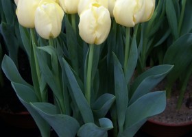 Tulipa Creme Westfrisian