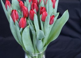 Tulipa Decade