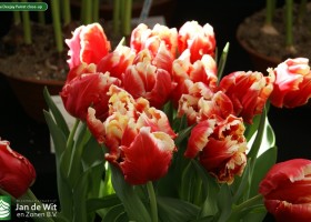 Tulipa Deejay Parrot close-up