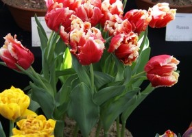 Tulipa Deejay Parrot