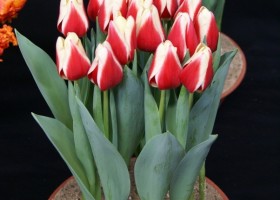 Tulipa Delta Queen