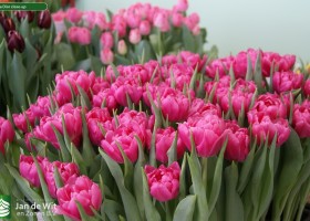 Tulipa Dior close-up