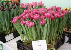 Tulipa Dior