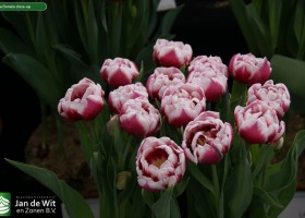 Tulipa Donato close-up