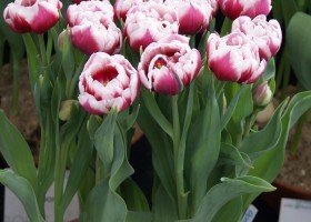 Tulipa Donato
