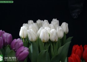 Tulipa Dutch Mountain close-up