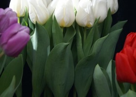 Tulipa Dutch Mountain