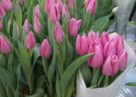 Tulipa Encore
