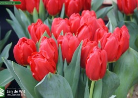 Tulipa Fire Clay close-up