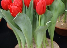 Tulipa Fire Clay