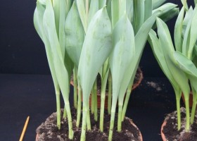 Tulipa Fort Bragg (2)