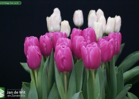 Tulipa Fort Bragg close-up (2)