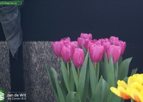 Tulipa Fort Bragg close-up