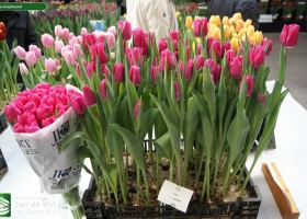 Tulipa Greyhound