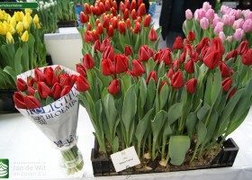 Tulipa Heleen Valstar