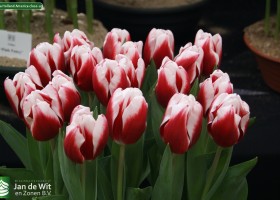 Tulipa Holland America close-up