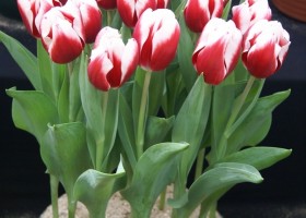 Tulipa Holland America