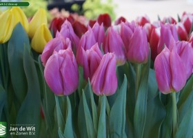 Tulipa K-5-2 close-up