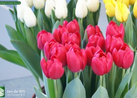 Tulipa Kung Fu mutant close-up