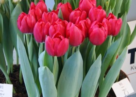 Tulipa Kung Fu mutant