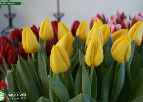 Tulipa L-15-5 close-up