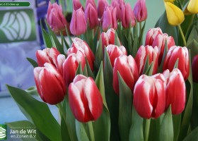 Tulipa L-2-25 close-up