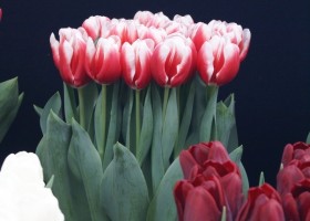 Tulipa Lech Walesa (2)