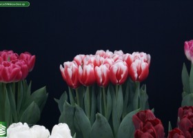 Tulipa Lech Walesa close-up
