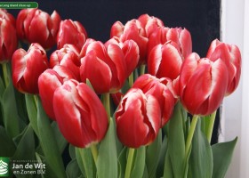 Tulipa Long Island close-up