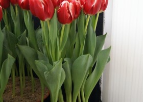 Tulipa Long Island