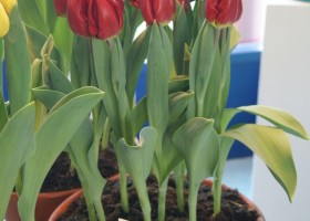 Tulipa Love Flight (2)