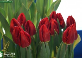 Tulipa Love Flight close-up (2)