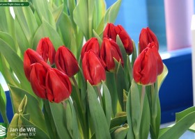 Tulipa Love Flight close-up