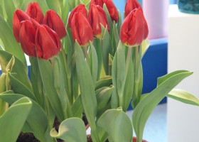 Tulipa Love Flight
