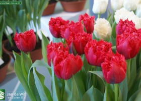 Tulipa Love Magic close-up (2)