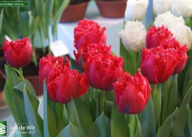 Tulipa Love Magic close-up