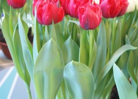 Tulipa Love Magic