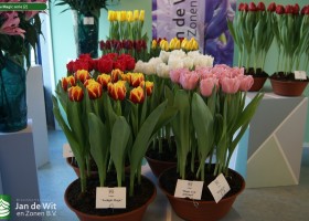 Tulipa Magic serie (2)