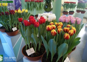 Tulipa Magic serie2