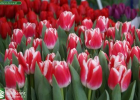 Tulipa Marrero close-up (2)
