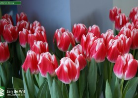 Tulipa Marrero close-up