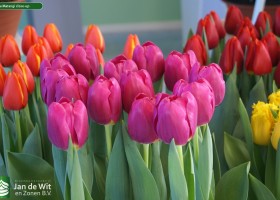 Tulipa Matangi close-up