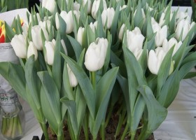 Tulipa Mrs. Medvedeva