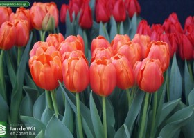 Tulipa Orange Juice close-up