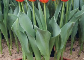 Tulipa Orange Juice