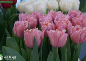 Trade show Proeftuin Zwaagdijk 2014