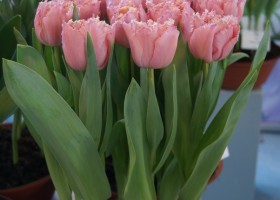 Tulipa Pink Magic